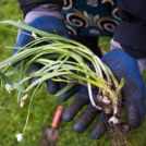 Aan de slag in je tuin of op je erf. Foto: Marcel van Kammen (Kening)