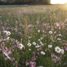 Natuurmonumenten | SHANTI HAAS