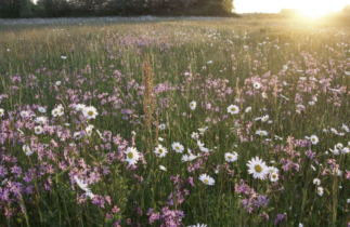 Natuurmonumenten | SHANTI HAAS