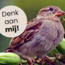 Foto van een mus met de tekst Denk aan mij!