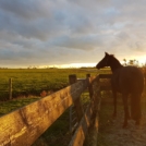 Afbeelding van een paard bij een hek, donkere lucht, zonsondergang