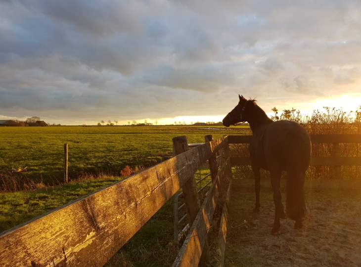 Afbeelding van een paard bij een hek, donkere lucht, zonsondergang