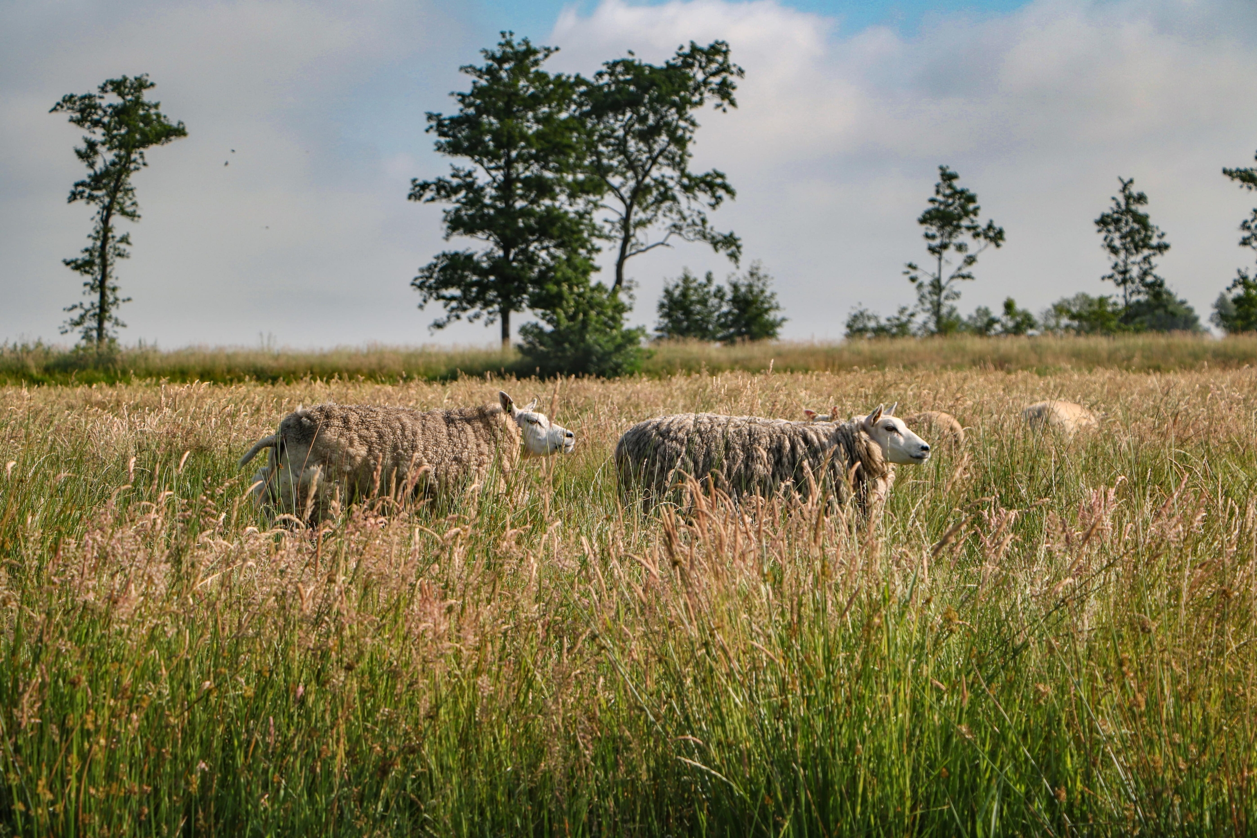 Twee schapen in een weide met hoog gras. Bomen op de achtergrond. Blauwe lucht met wolken.