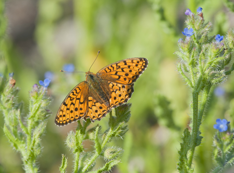 Duinparelmoervlinder MVK (2)