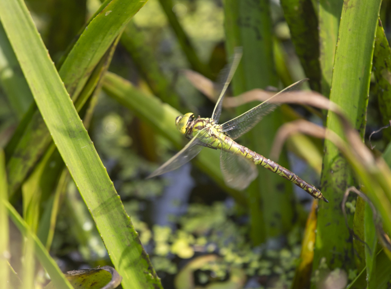 Groene Glazenmaker MVK 2