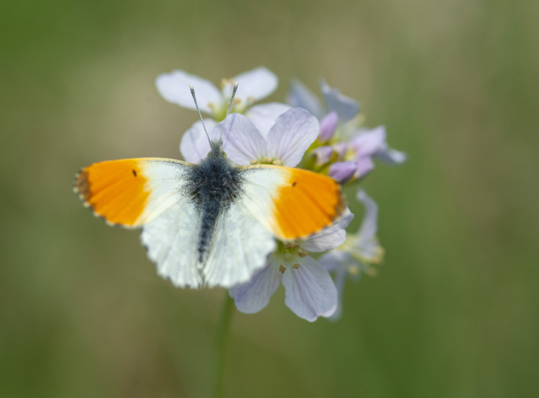 Oranjetipje MVK 2 Vlinder op bloem