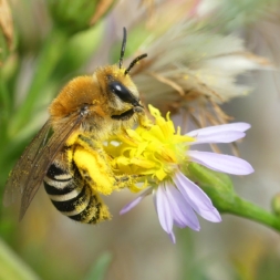 Afbeelding Naturalis