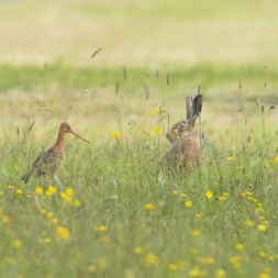 een grutto en een haas in een grasveld