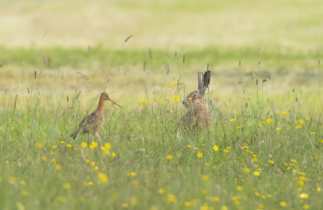 een grutto en een haas in een grasveld